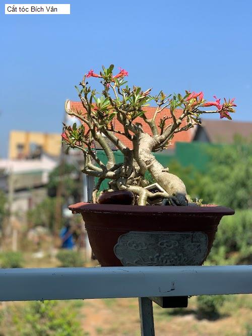 Hình ảnh Cắt tóc Bích Vân